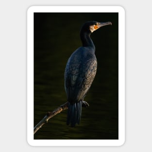 Cormorant Sticker